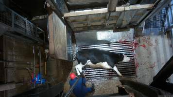 Cow on metal grate, tipped out of knockbox - Screenshot from hidden camera footage. - Captured at Cowra Meat Processors, Cowra NSW Australia.