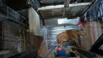 Cow on metal grate, tipped out of knockbox - Screenshot from hidden camera footage. - Captured at Cowra Meat Processors, Cowra NSW Australia.