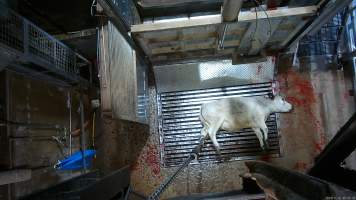 Cow on metal grate, tipped out of knockbox - Screenshot from hidden camera footage. - Captured at Cowra Meat Processors, Cowra NSW Australia.