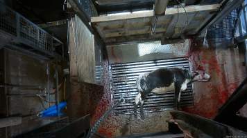 Cow on metal grate, tipped out of knockbox - Screenshot from hidden camera footage. - Captured at Cowra Meat Processors, Cowra NSW Australia.