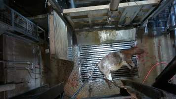 Cow on metal grate, tipped out of knockbox - Screenshot from hidden camera footage. - Captured at Cowra Meat Processors, Cowra NSW Australia.