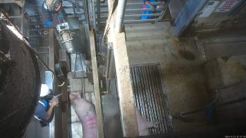 Sow in knockbox - Screenshot from hidden camera footage. - Captured at Cowra Meat Processors, Cowra NSW Australia.