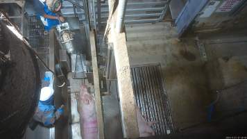 Sow in knockbox - Screenshot from hidden camera footage. - Captured at Cowra Meat Processors, Cowra NSW Australia.