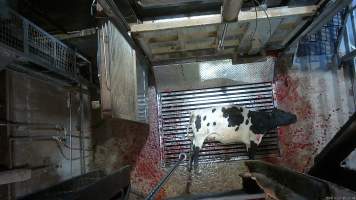Cow on metal grate, tipped out of knockbox - Screenshot from hidden camera footage. - Captured at Cowra Meat Processors, Cowra NSW Australia.
