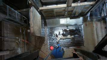Cow on metal grate, tipped out of knockbox - Screenshot from hidden camera footage. - Captured at Cowra Meat Processors, Cowra NSW Australia.