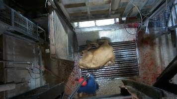 Cow on metal grate, tipped out of knockbox - Screenshot from hidden camera footage. - Captured at Cowra Meat Processors, Cowra NSW Australia.