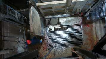 Calf on metal grate, tipped out of knockbox - Screenshot from hidden camera footage. - Captured at Cowra Meat Processors, Cowra NSW Australia.