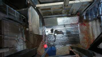 Calf on metal grate, tipped out of knockbox - Screenshot from hidden camera footage. - Captured at Cowra Meat Processors, Cowra NSW Australia.