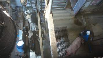 Calves in knockbox, sow on kill floor - Screenshot from hidden camera footage. - Captured at Cowra Meat Processors, Cowra NSW Australia.