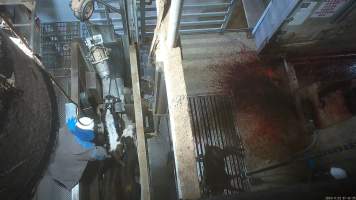 Calves in knockbox, two already tipped out - Worker reaches over with bolt gun. Screenshot from hidden camera footage. - Captured at Cowra Meat Processors, Cowra NSW Australia.
