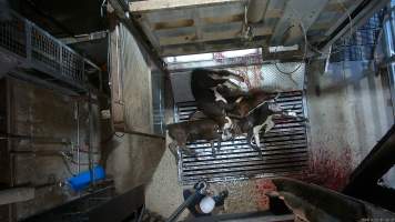 Calves on metal grate, tipped out of knockbox - Screenshot from hidden camera footage. - Captured at Cowra Meat Processors, Cowra NSW Australia.