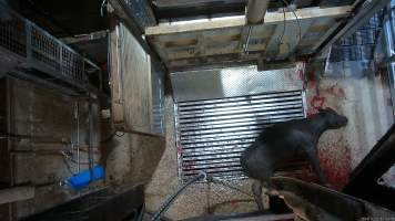 Cow on metal grate, tipped out of knockbox - Screenshot from hidden camera footage. - Captured at Cowra Meat Processors, Cowra NSW Australia.
