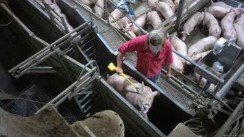 Pig screaming from electric prodder in race - Just before entrance to gas chamber. Screenshot from hidden camera footage. - Captured at Cowra Meat Processors, Cowra NSW Australia.