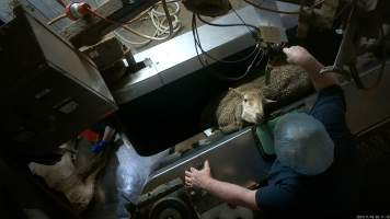 Sheep in V restraint looking up at worker - Screenshot from hidden camera footage. - Captured at Cowra Meat Processors, Cowra NSW Australia.