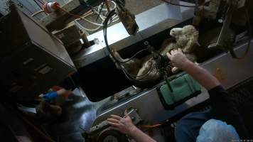 Sheep upside-down in V restrainer after poor electric stunning - Screenshot from hidden camera footage. - Captured at Cowra Meat Processors, Cowra NSW Australia.