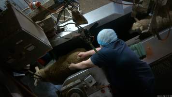 Conscious sheep escaping from V restrainer into kill room - Screenshot from hidden camera footage. - Captured at Cowra Meat Processors, Cowra NSW Australia.