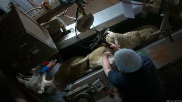 Sheep in V restrainer - Screenshot from hidden camera footage. - Captured at Cowra Meat Processors, Cowra NSW Australia.