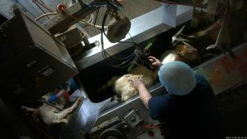 Sheep in V restrainer - Screenshot from hidden camera footage. - Captured at Cowra Meat Processors, Cowra NSW Australia.