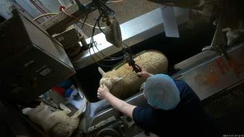 Sheep in V restrainer - Screenshot from hidden camera footage. - Captured at Cowra Meat Processors, Cowra NSW Australia.