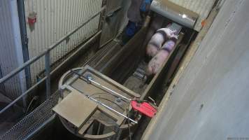 Sows entering the knockbox from the race - Screenshot from hidden camera footage. - Captured at Cowra Meat Processors, Cowra NSW Australia.