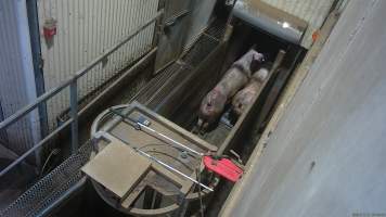 Sows in the race at the entrance to the knockbox - Screenshot from hidden camera footage. - Captured at Cowra Meat Processors, Cowra NSW Australia.