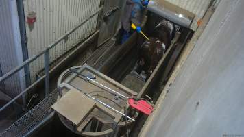 Cow in race forced into knockbox with electric prodder - Screenshot from hidden camera footage. - Captured at Cowra Meat Processors, Cowra NSW Australia.