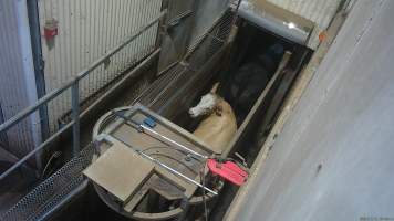 Cow in race tries to turn around - Screenshot from hidden camera footage. - Captured at Cowra Meat Processors, Cowra NSW Australia.