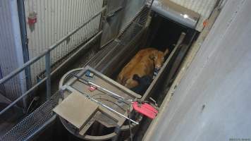 Cow in race tries to turn around - Screenshot from hidden camera footage. - Captured at Cowra Meat Processors, Cowra NSW Australia.