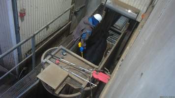 Cow in race forced into knockbox with electric prodder - Screenshot from hidden camera footage. - Captured at Cowra Meat Processors, Cowra NSW Australia.