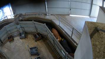 Cow looks up in race - Screenshot from hidden camera footage. - Captured at Cowra Meat Processors, Cowra NSW Australia.