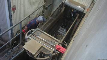 Black calves in race - Screenshot from hidden camera footage. - Captured at Cowra Meat Processors, Cowra NSW Australia.
