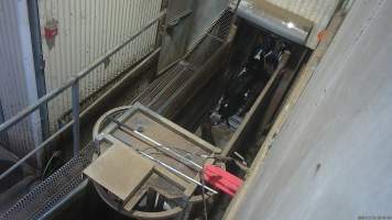 Black calves in race, forced into knockbox with electric prodder - Screenshot from hidden camera footage. - Captured at Cowra Meat Processors, Cowra NSW Australia.
