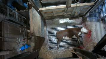 Cow on metal grate, tipped out of knockbox - Screenshot from hidden camera footage. - Captured at Cowra Meat Processors, Cowra NSW Australia.