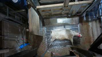 Cow on metal grate, tipped out of knockbox - Screenshot from hidden camera footage. - Captured at Cowra Meat Processors, Cowra NSW Australia.