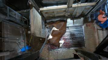 Cow on metal grate, tipped out of knockbox - Screenshot from hidden camera footage. - Captured at Cowra Meat Processors, Cowra NSW Australia.