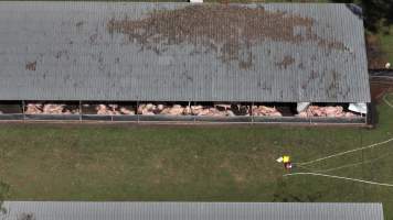 Judy Amado Johnson Piggery - Aerial view of Judy Amado Johnson Piggery - Captured at Judy Amado Johnson, Mount Binga QLD Australia.