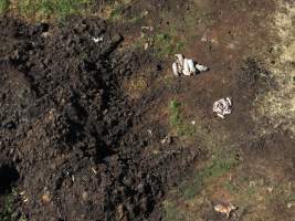 Dead pile outside Piggery - Aerial view of Rosenberger Piggery dead pile. - Captured at Colin Rosenberger, Inverlaw QLD Australia.