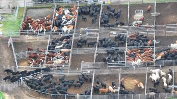 Southern Regional Livestock Exchange - SRLX NSW - Recon Drone - Captured at Southern Regional Livestock Exchange, Moss Vale NSW Australia.