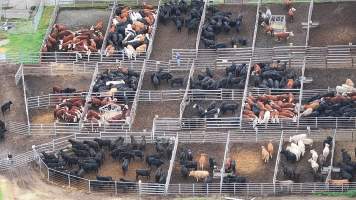 Southern Regional Livestock Exchange - SRLX NSW - Recon Drone - Captured at Southern Regional Livestock Exchange, Moss Vale NSW Australia.