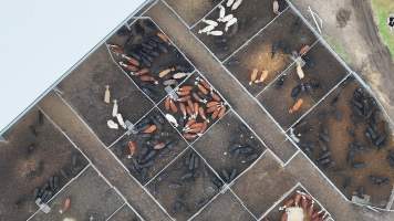 Southern Regional Livestock Exchange - SRLX NSW - Recon Drone - Captured at Southern Regional Livestock Exchange, Moss Vale NSW Australia.