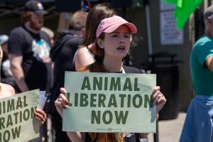 Animal Liberation March 2025 - The Animal Liberation March organised by DxE in May 2025. Hundreds of activists marched through the streets of Petaluma, Santa Rosa demanding liberation for all and an end to animal exploitation. - Captured at CA.