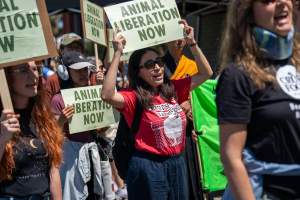 Animal Liberation March 2025 - The Animal Liberation March organised by DxE in May 2025. Hundreds of activists marched through the streets of Petaluma, Santa Rosa demanding liberation for all and an end to animal exploitation. - Captured at CA.