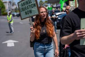 Animal Liberation March 2025 - The Animal Liberation March organised by DxE in May 2025. Hundreds of activists marched through the streets of Petaluma, Santa Rosa demanding liberation for all and an end to animal exploitation. - Captured at CA.