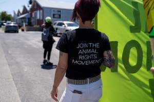 Animal Liberation March 2025 - The Animal Liberation March organised by DxE in May 2025. Hundreds of activists marched through the streets of Petaluma, Santa Rosa demanding liberation for all and an end to animal exploitation. - Captured at CA.