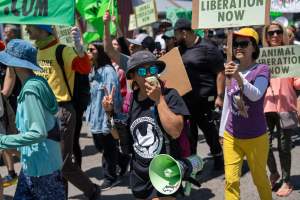 Animal Liberation March 2025 - The Animal Liberation March organised by DxE in May 2025. Hundreds of activists marched through the streets of Petaluma, Santa Rosa demanding liberation for all and an end to animal exploitation. - Captured at CA.