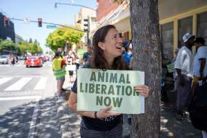Animal Liberation March 2025 - The Animal Liberation March organised by DxE in May 2025. Hundreds of activists marched through the streets of Petaluma, Santa Rosa demanding liberation for all and an end to animal exploitation. - Captured at CA.