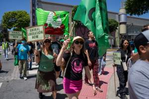Animal Liberation March 2025 - The Animal Liberation March organised by DxE in May 2025. Hundreds of activists marched through the streets of Petaluma, Santa Rosa demanding liberation for all and an end to animal exploitation. - Captured at CA.