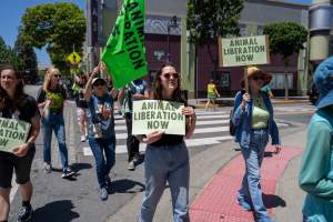 Animal Liberation March 2025 - The Animal Liberation March organised by DxE in May 2025. Hundreds of activists marched through the streets of Petaluma, Santa Rosa demanding liberation for all and an end to animal exploitation. - Captured at CA.