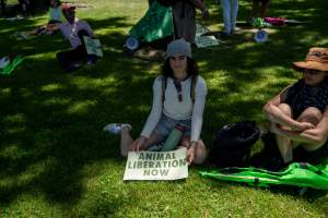 Animal Liberation March 2025 - The Animal Liberation March organised by DxE in May 2025. Hundreds of activists marched through the streets of Petaluma, Santa Rosa demanding liberation for all and an end to animal exploitation. - Captured at CA.