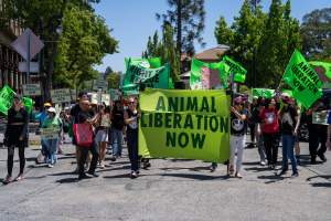 Animal Liberation March 2025 - The Animal Liberation March organised by DxE in May 2025. Hundreds of activists marched through the streets of Petaluma, Santa Rosa demanding liberation for all and an end to animal exploitation. - Captured at CA.